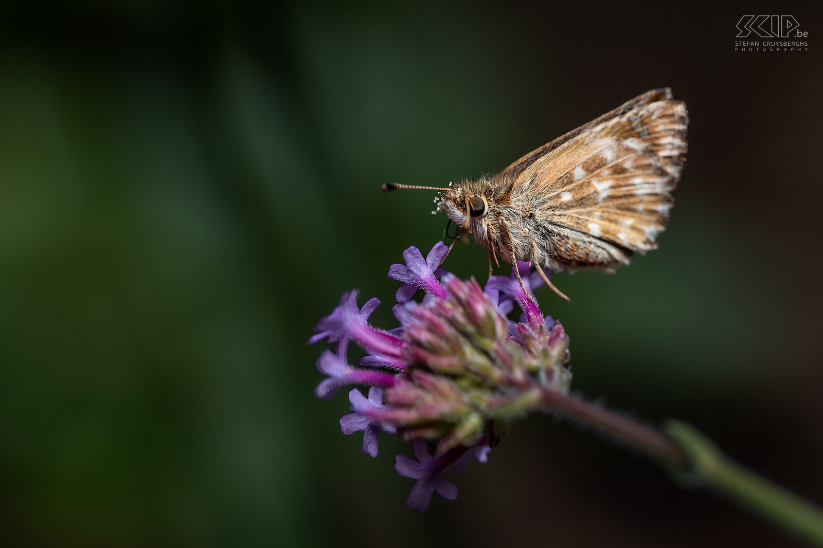 Butterflies - Mallow skipper Mallow skipper / Carcharodus alceae, Stefan Cruysberghs